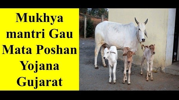 mukhyamantri gua mata poshan yojana gujarat